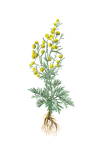 Artemisia