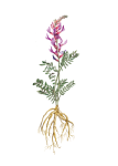 Astragalus