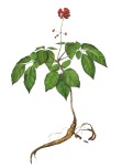 Ginseng