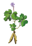 Kudzu