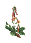 Rehmannia