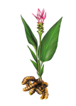 Turmeric